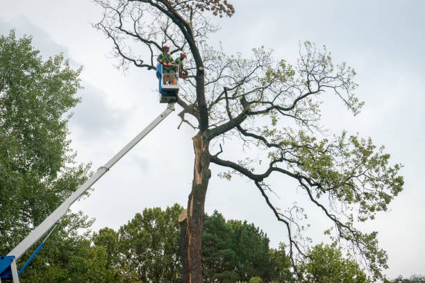 Tree Removal for Businesses in West Springfield, VA